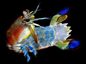 Mantis shrimp (Squillidae). Photo by Larry Jon Friesen